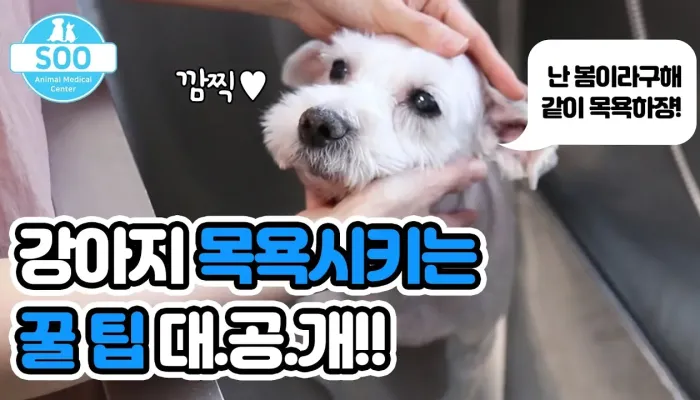 강아지 목욕 시 주의할 점 | 24시 수동물병원 영상 썸네일
